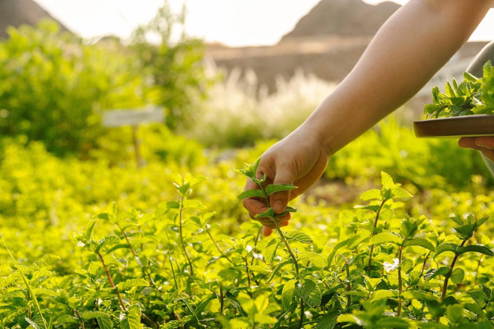 Al Bustan Palace, A Ritz-Carlton Hotel Маскат Екстер'єр фото Mint being harvested